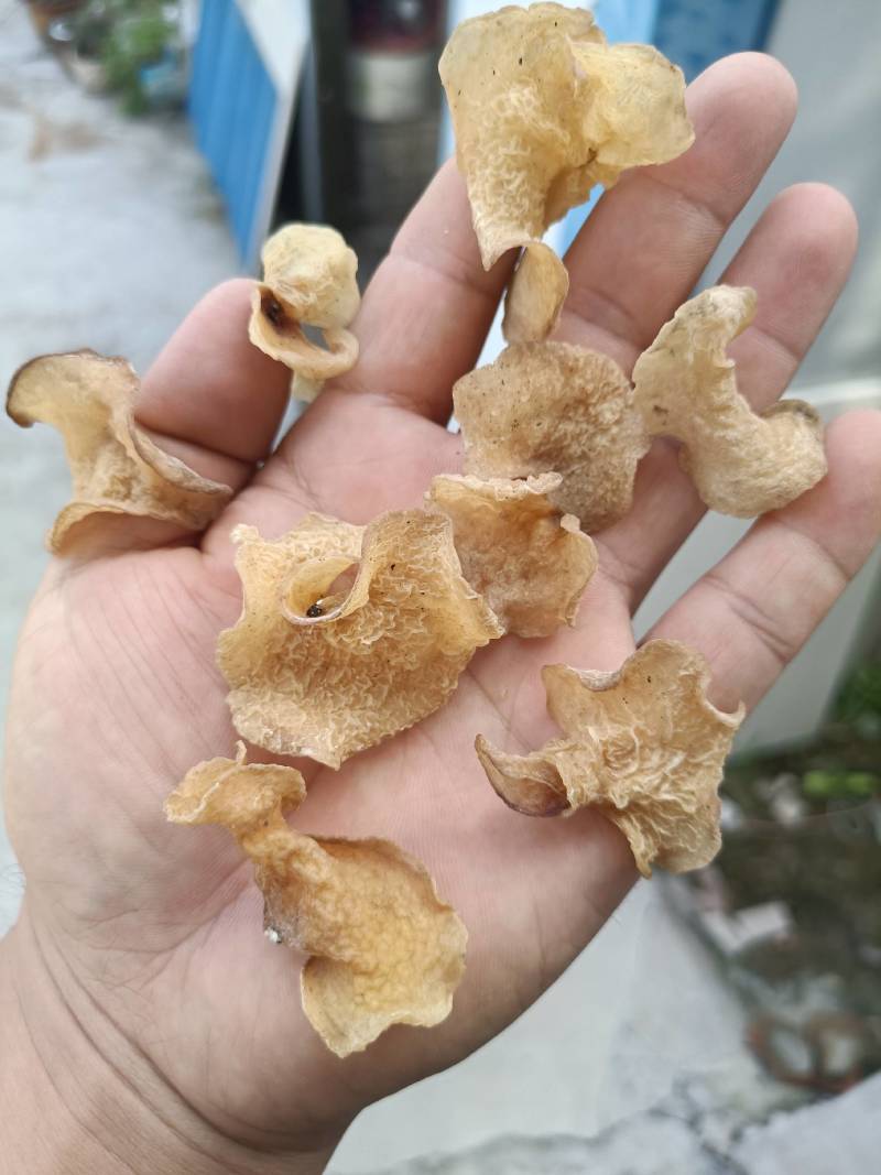 羊肚耳沙耳珍珠菌干货羊肚菌菇鲜货竹耳菌足干羊肚耳基地货源