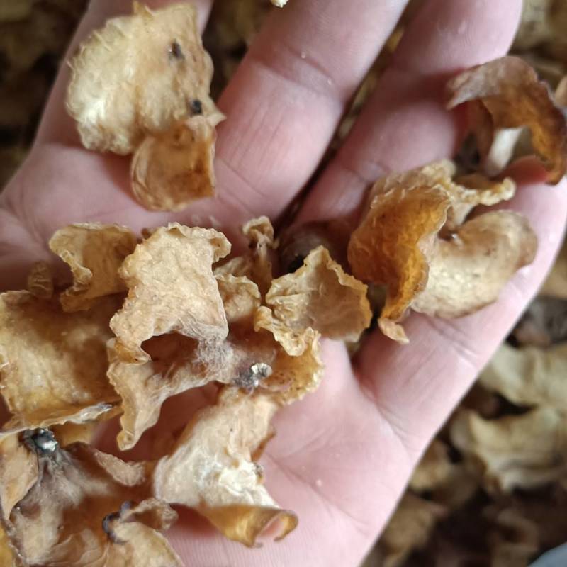 羊肚耳沙耳珍珠菌干货羊肚菌菇鲜货竹耳菌足干羊肚耳基地货源