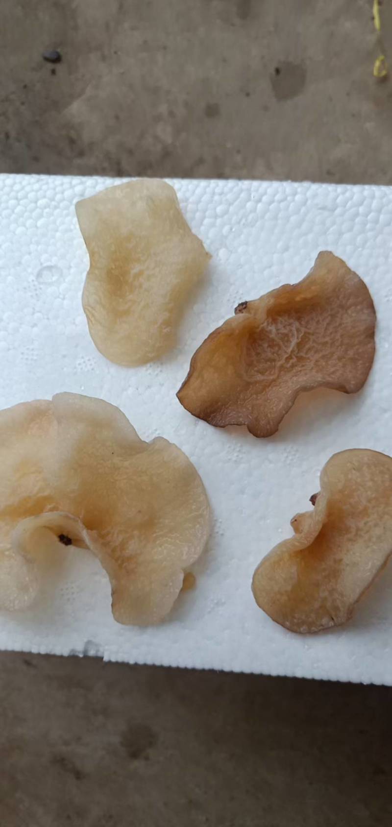 羊肚耳沙耳珍珠菌干货羊肚菌菇鲜货竹耳菌足干羊肚耳基地货源