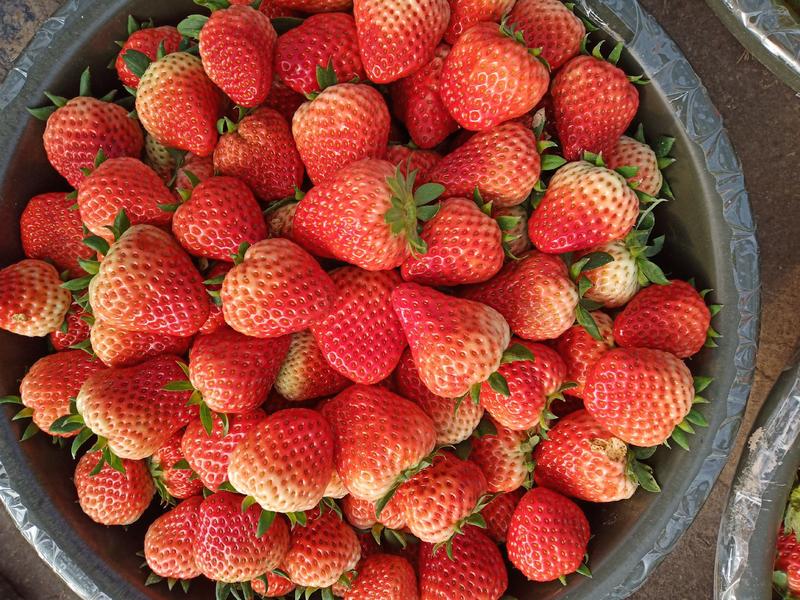 大量供应优质红颜草莓现摘现发，口感好，硬度高，耐运输，