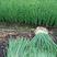 洋葱苗基地培育河西半高桩二红洋葱苗，，高产，抗病，抗重茬