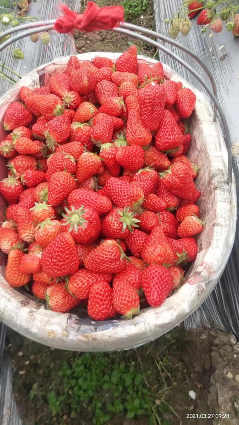 大量供应优质红颜草莓现摘现发，口感好，硬度高，耐运输，
