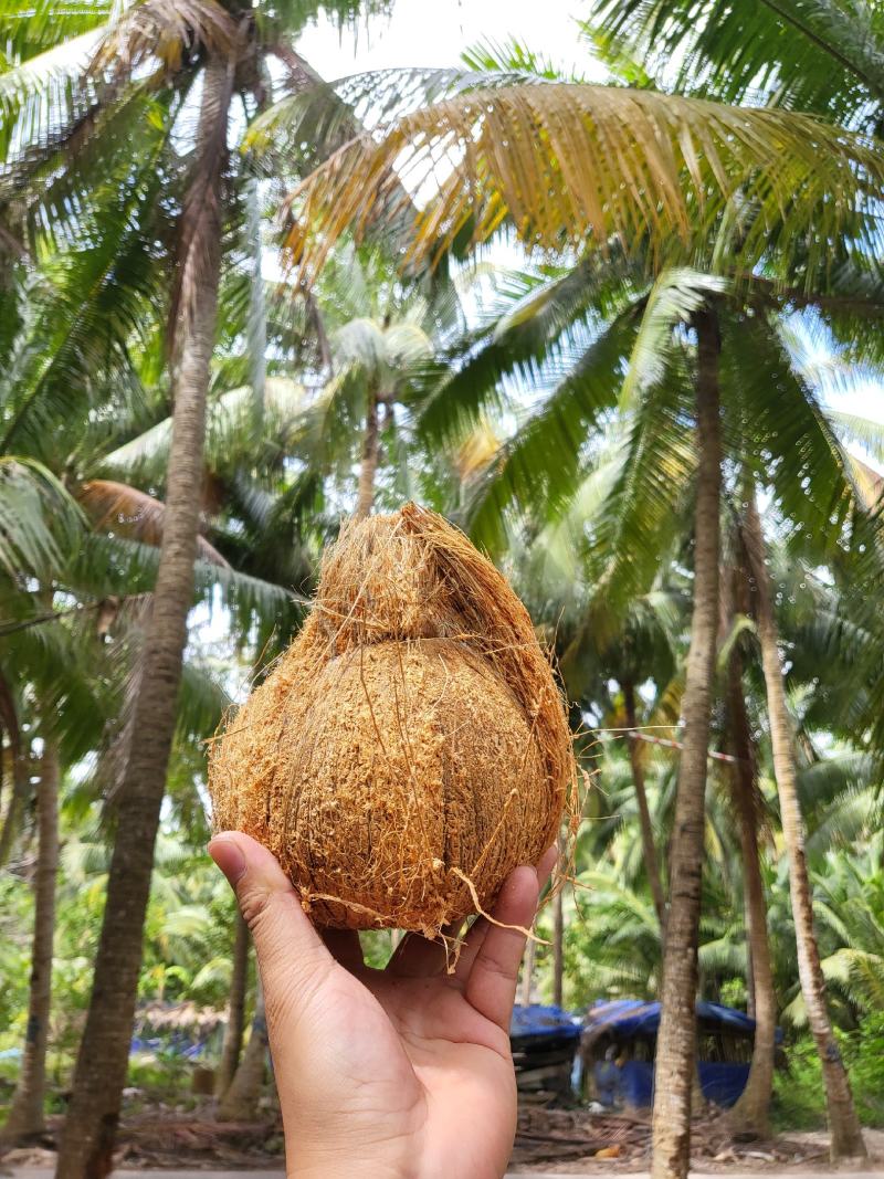 海南毛椰（金椰碧水）（夏之椰）厂家直销！一件代发！老椰子