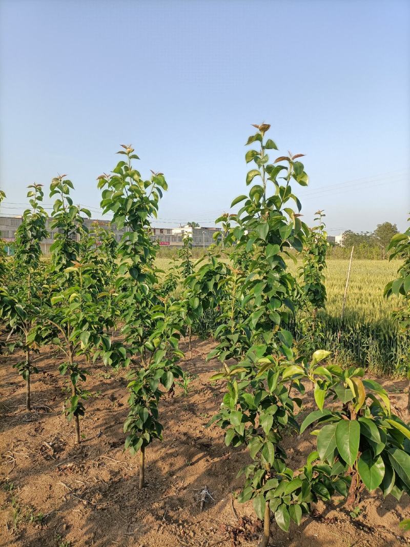 4年的早酥红梨苗，以经挂果了