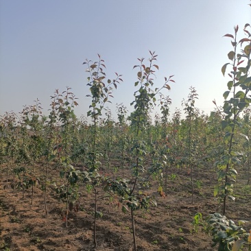 4年的早酥红梨苗，以经挂果了