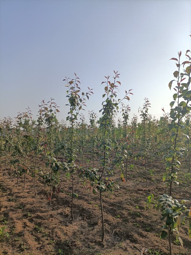 4年的早酥红梨苗，以经挂果了