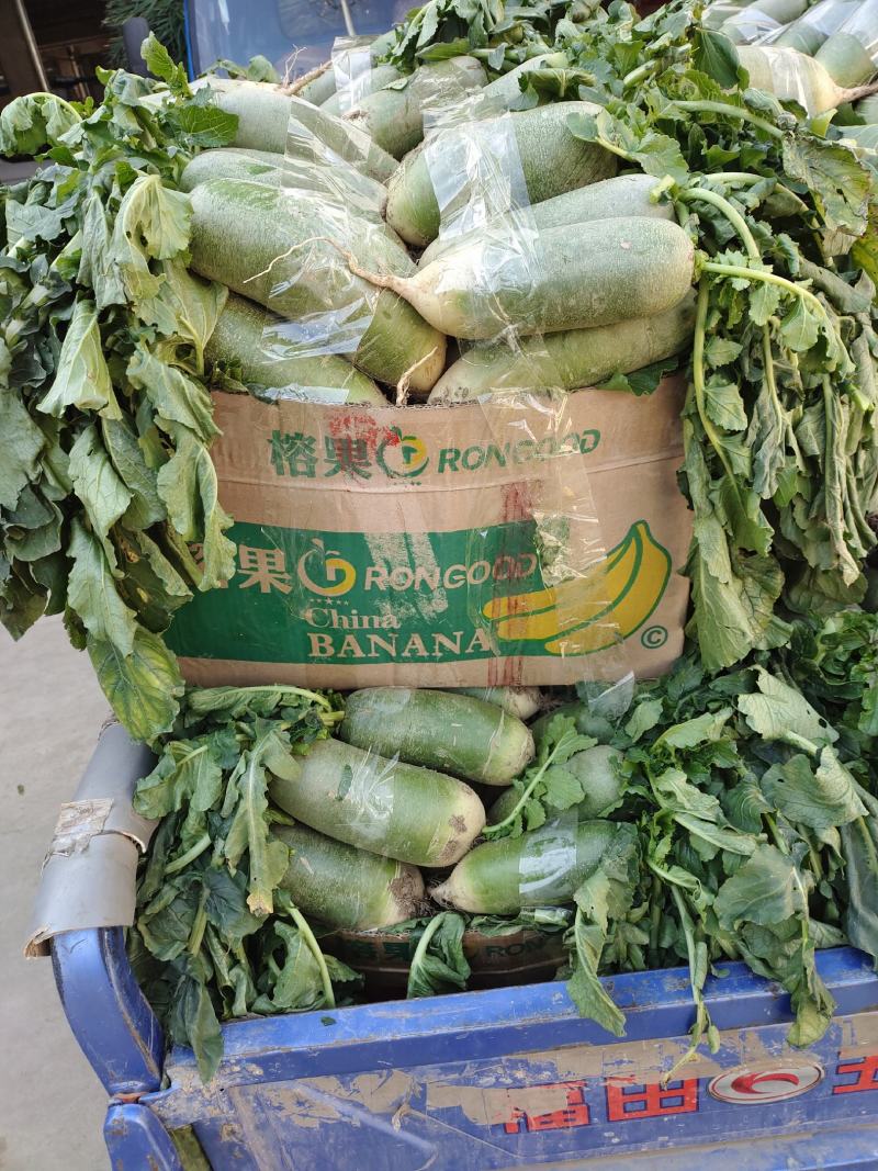 滕州绿皮水果萝卜大量上市，红皮绿皮大量供应质量保证