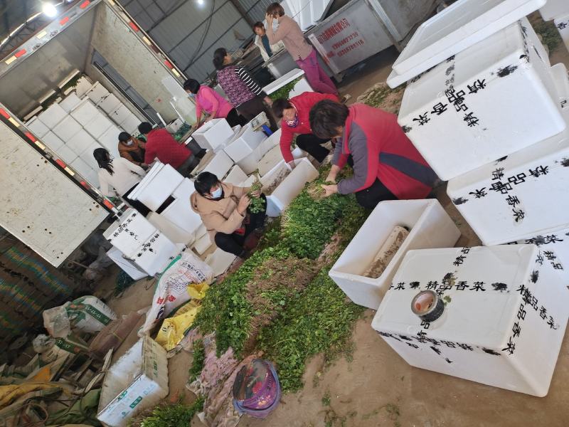 河南杞县大叶香菜铁杆青香菜产地直发本店就是讲诚信！
