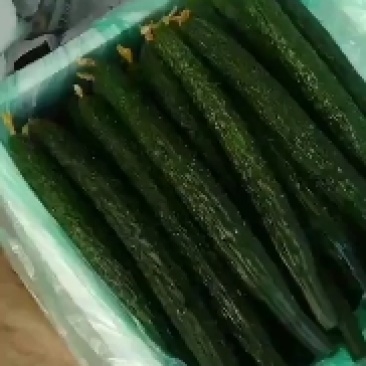 精品密刺黄瓜，优质货源