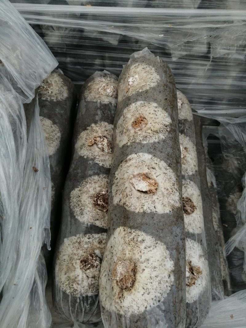 灰树花菌包菌种产品包销