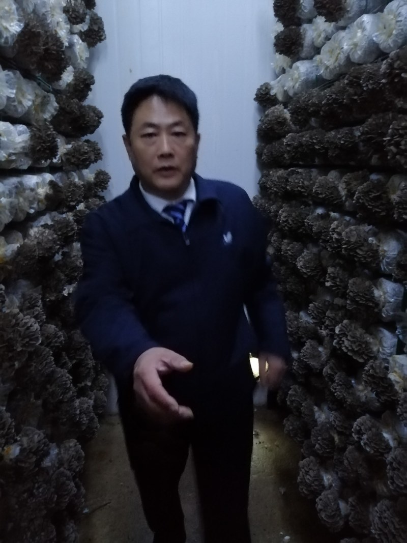 灰树花菌包菌种产品包销