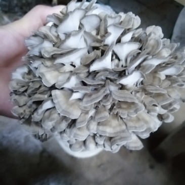 灰树花菌包菌种产品包销