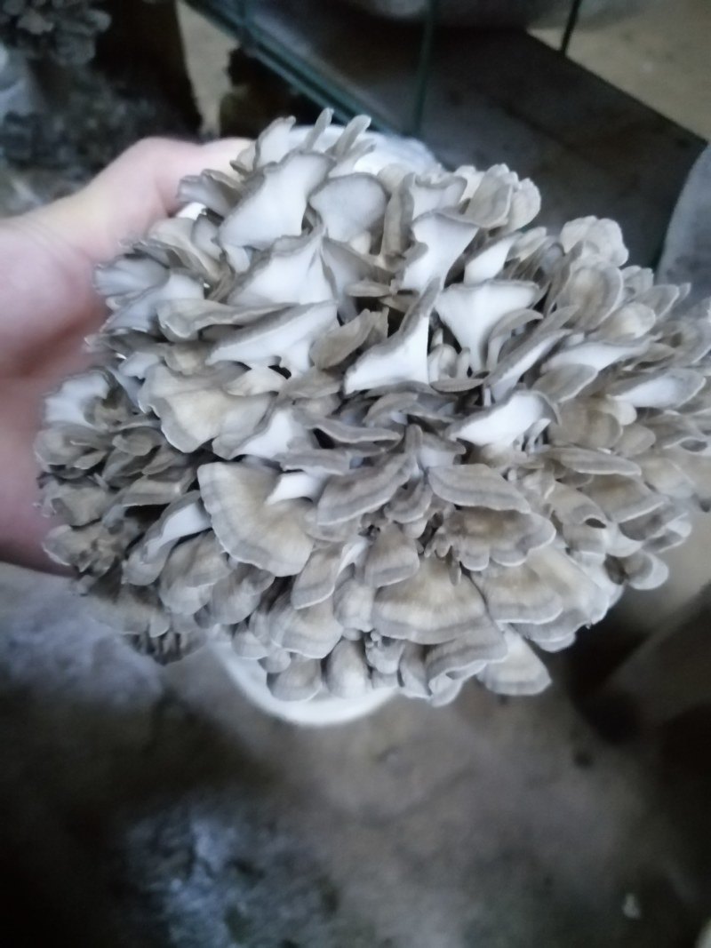 灰树花菌包菌种产品包销