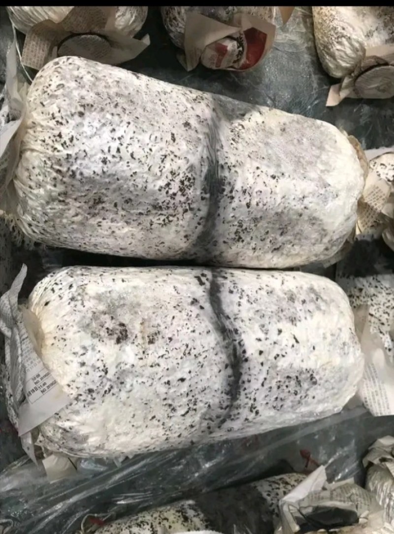 灰树花菌包菌种产品包销