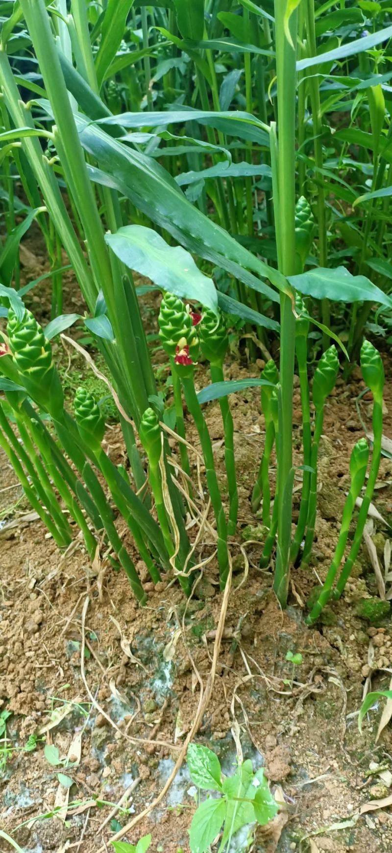 小黄姜本地小黄姜连山小黄姜