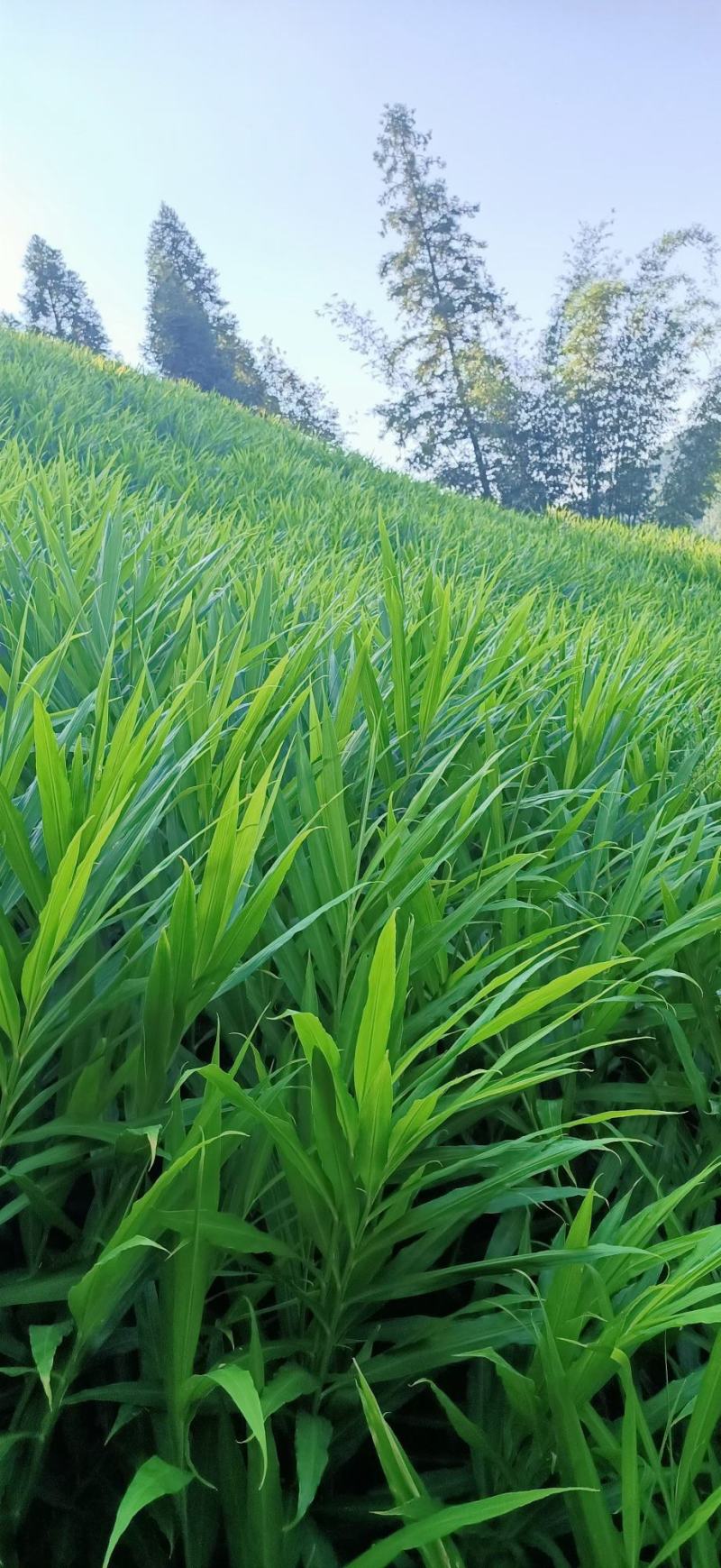 小黄姜本地小黄姜连山小黄姜