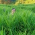 小黄姜本地小黄姜连山小黄姜