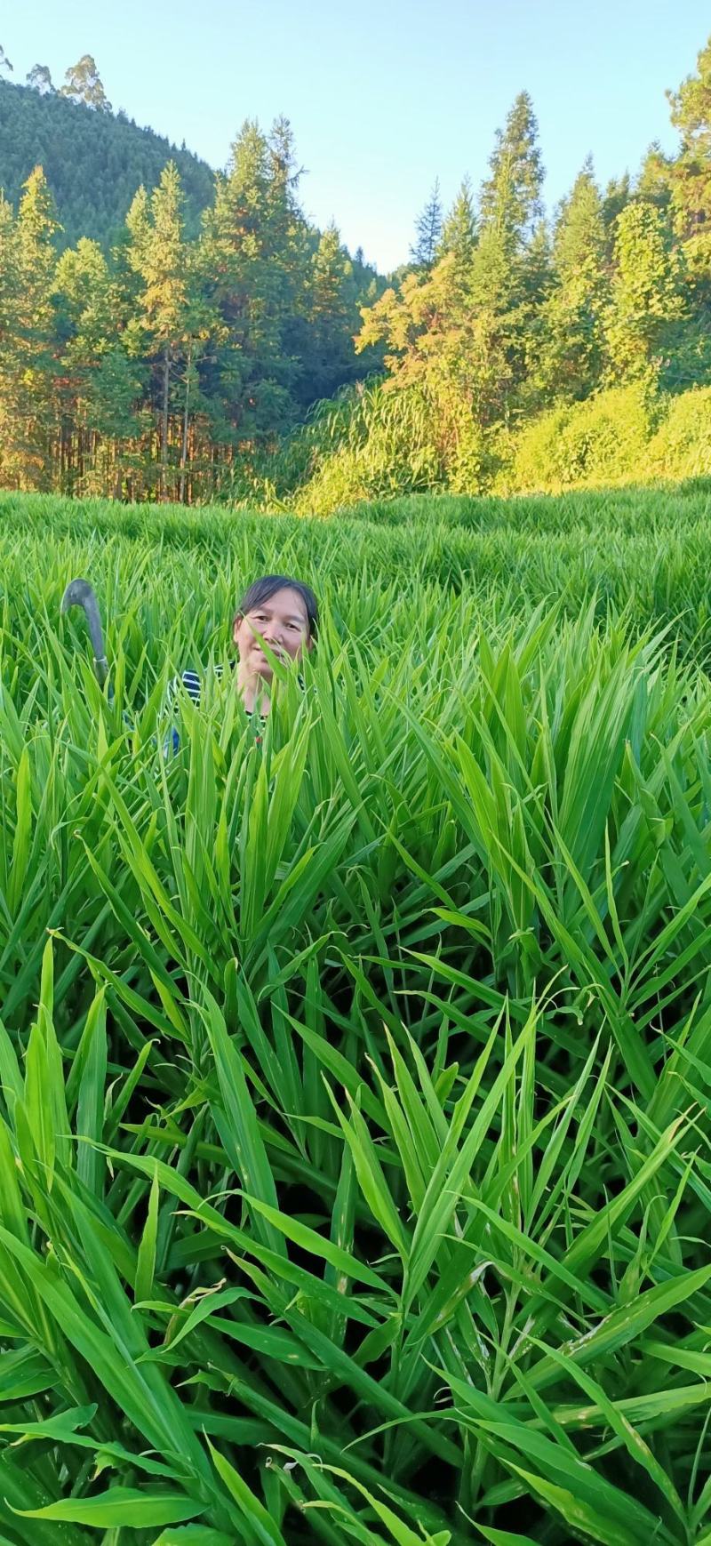 小黄姜本地小黄姜连山小黄姜