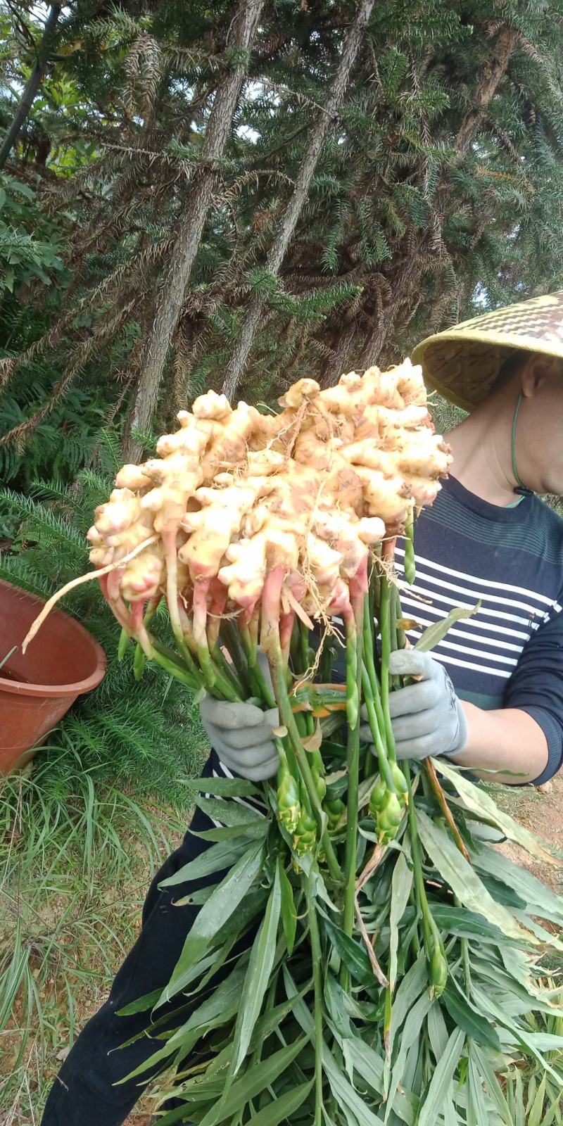 小黄姜本地小黄姜连山小黄姜