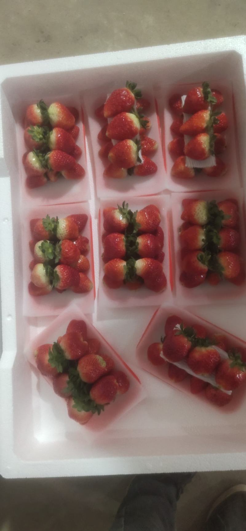 天仙醉草莓大量供应