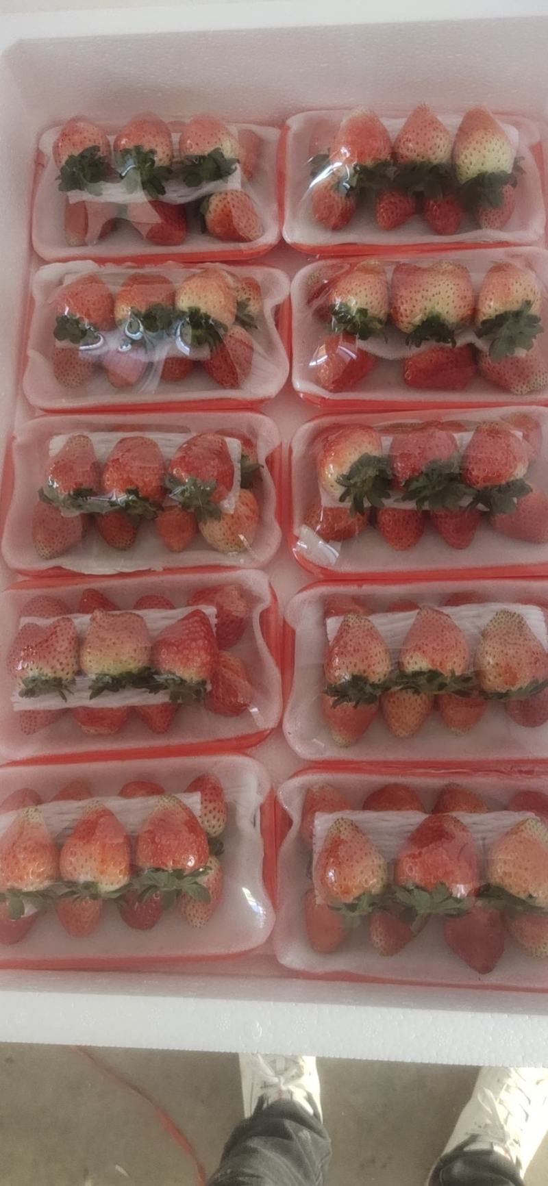天仙醉草莓大量供应