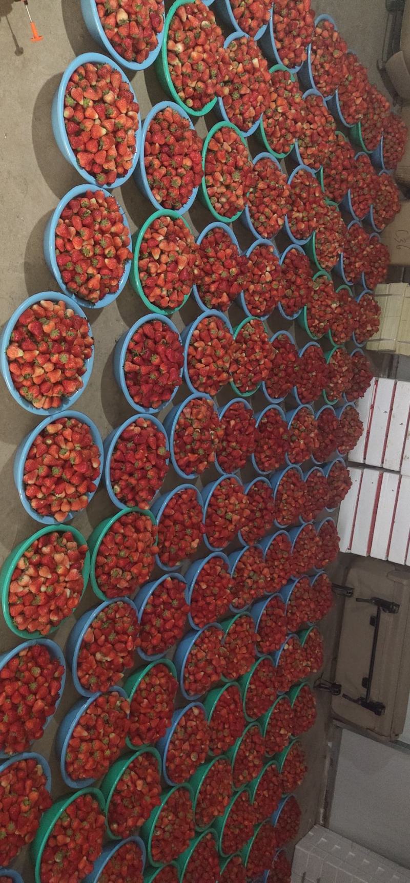 天仙醉草莓大量供应