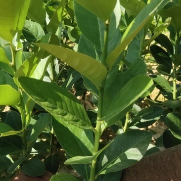 广东香水柠檬苗大量供应各种各样的果苗，优质好苗