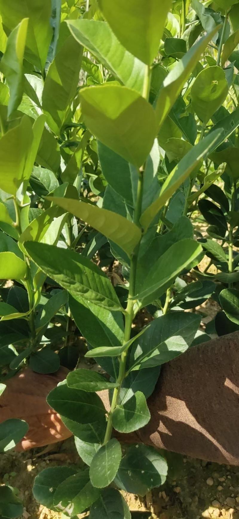 广东香水柠檬苗大量供应各种各样的果苗，优质好苗