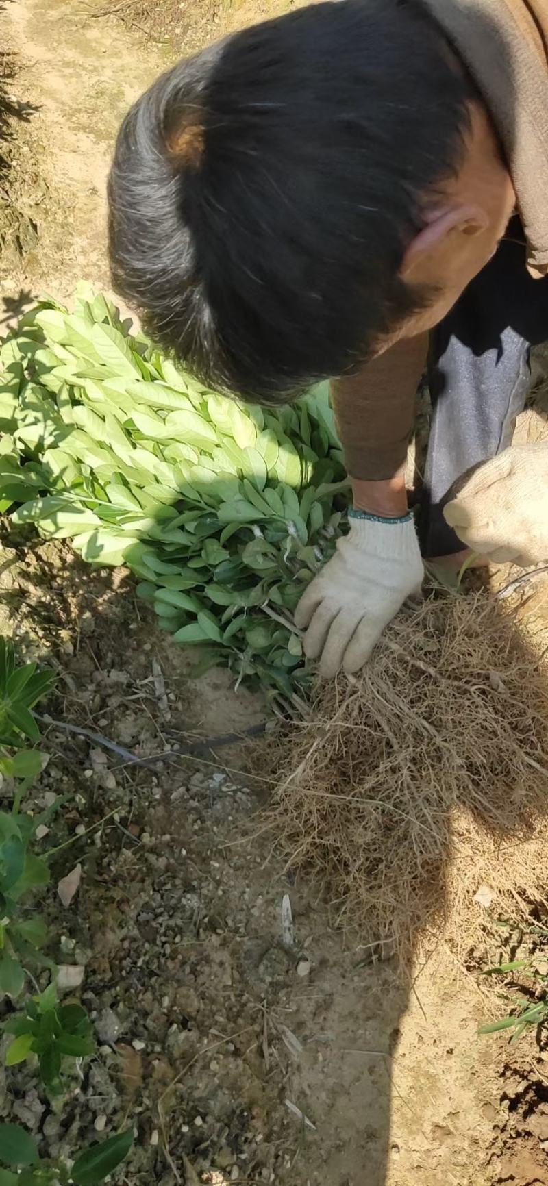 广东香水柠檬苗大量供应各种各样的果苗，优质好苗