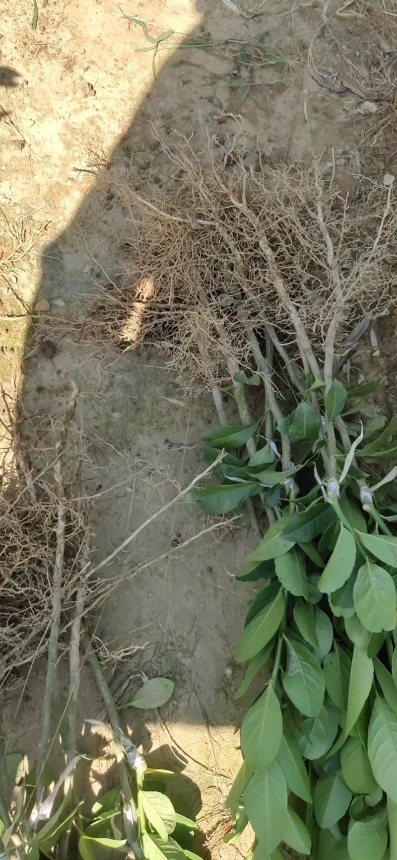 广东香水柠檬苗大量供应各种各样的果苗，优质好苗