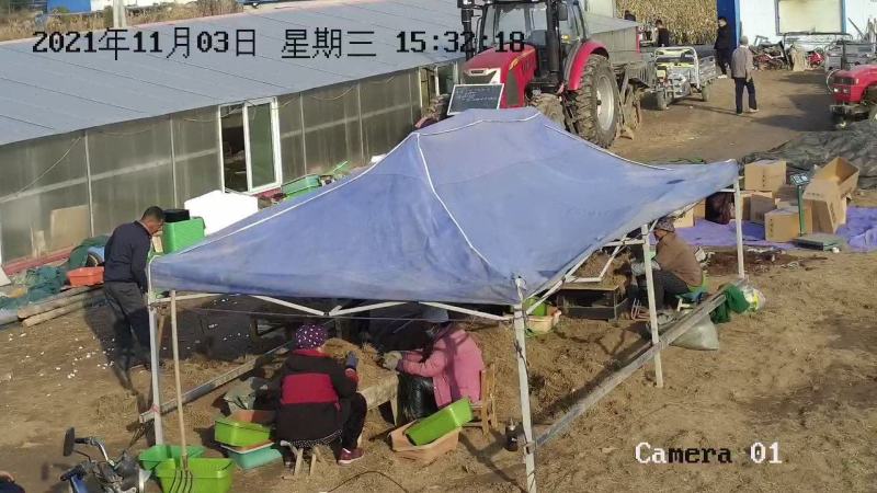 韭菜盆黄韭盆景盆长条型阳台种菜盆草莓盆