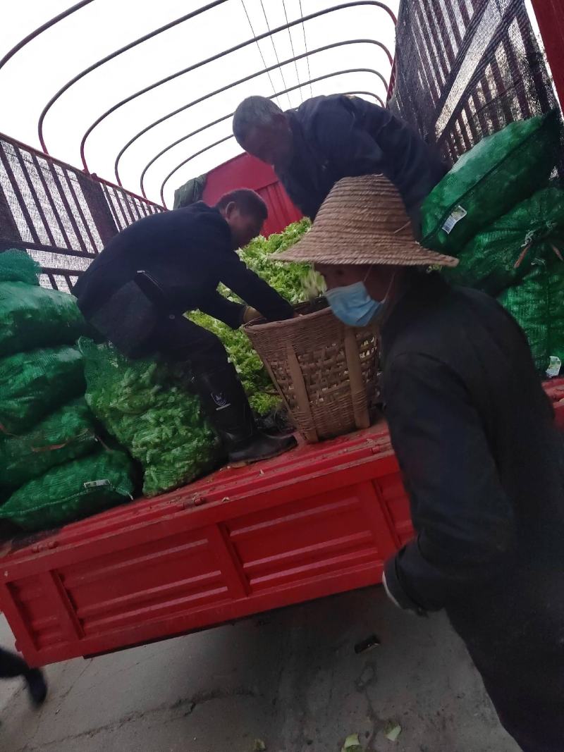 儿菜四川儿菜精品儿菜量大从优基地供应