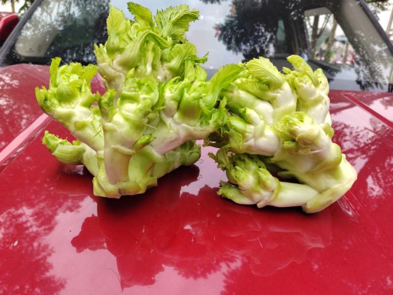 儿菜四川儿菜精品儿菜量大从优基地供应