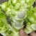 儿菜四川儿菜精品儿菜量大从优基地供应