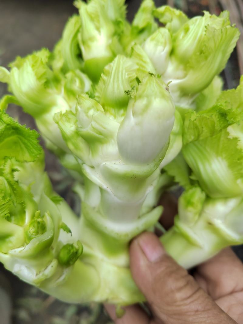 儿菜四川儿菜精品儿菜量大从优基地供应