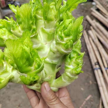 儿菜四川儿菜精品儿菜量大从优基地供应