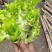 儿菜四川儿菜精品儿菜量大从优基地供应