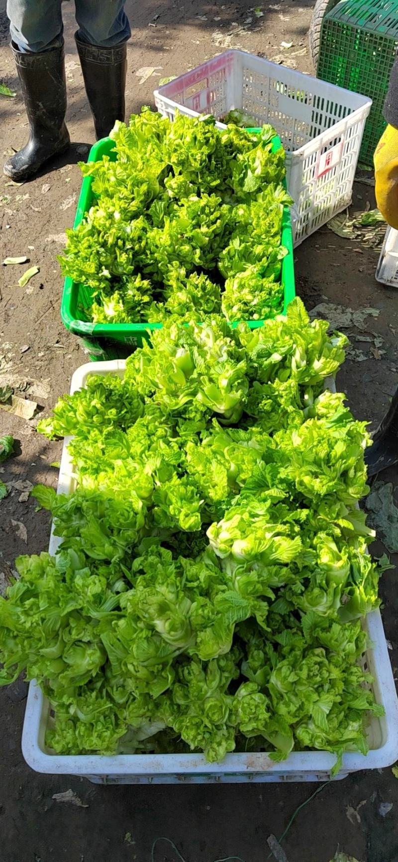 儿菜四川儿菜精品儿菜量大从优基地供应