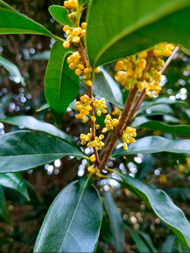 桂花桂花茶精品优质桂花可泡茶产地直销质量保证