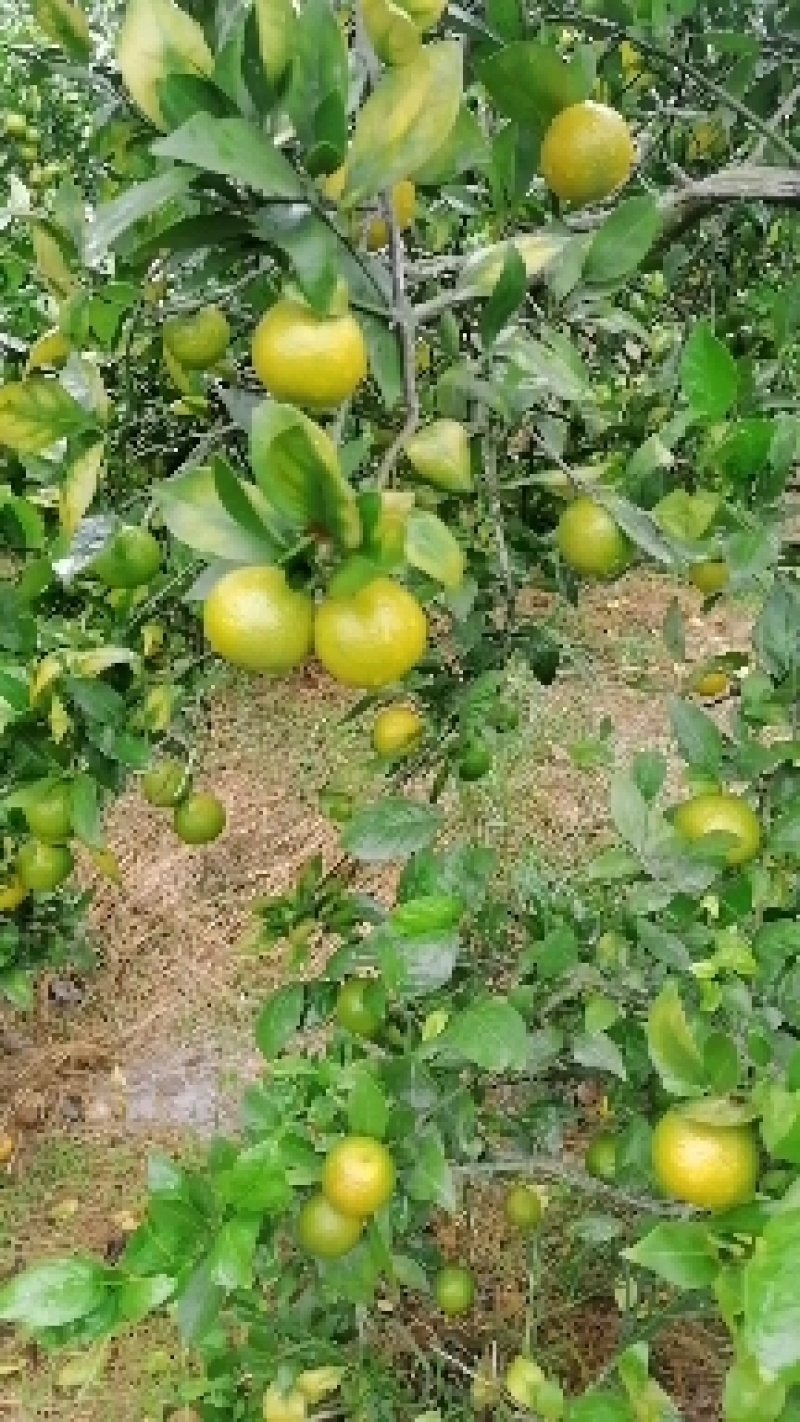 大量皇帝柑上市了