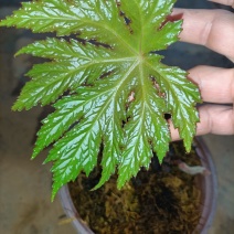 裂叶盆景植物