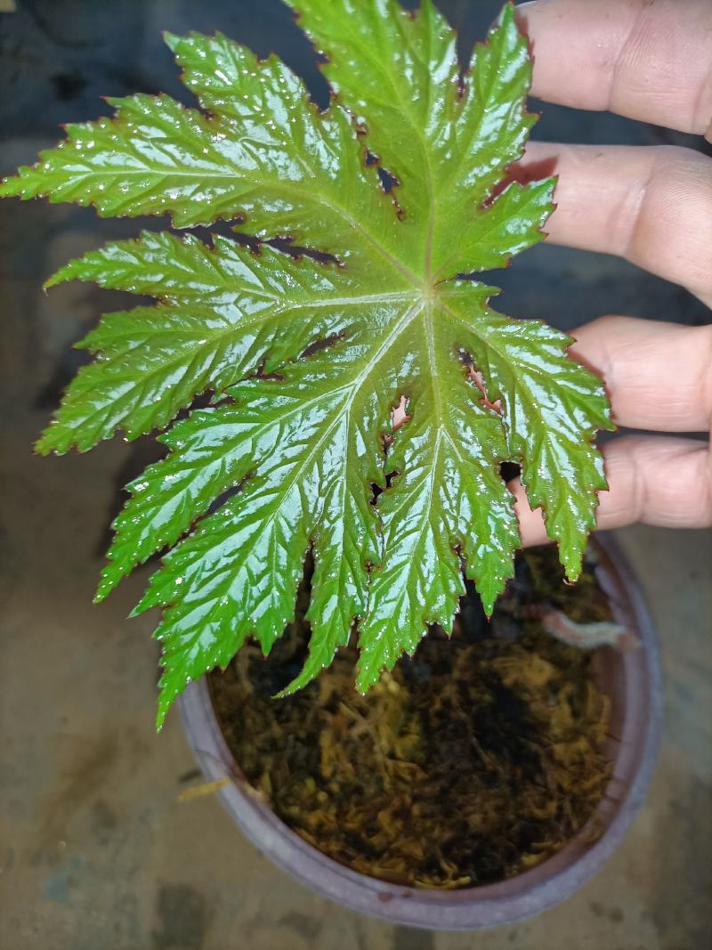 裂叶盆景植物