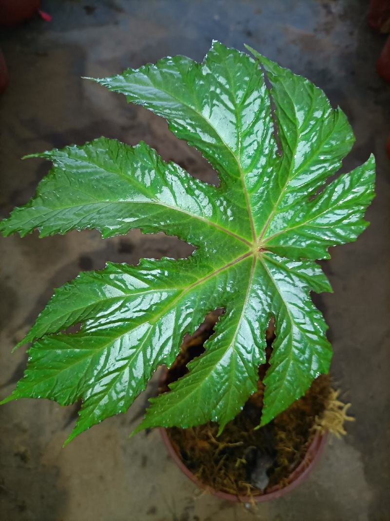 裂叶盆景植物