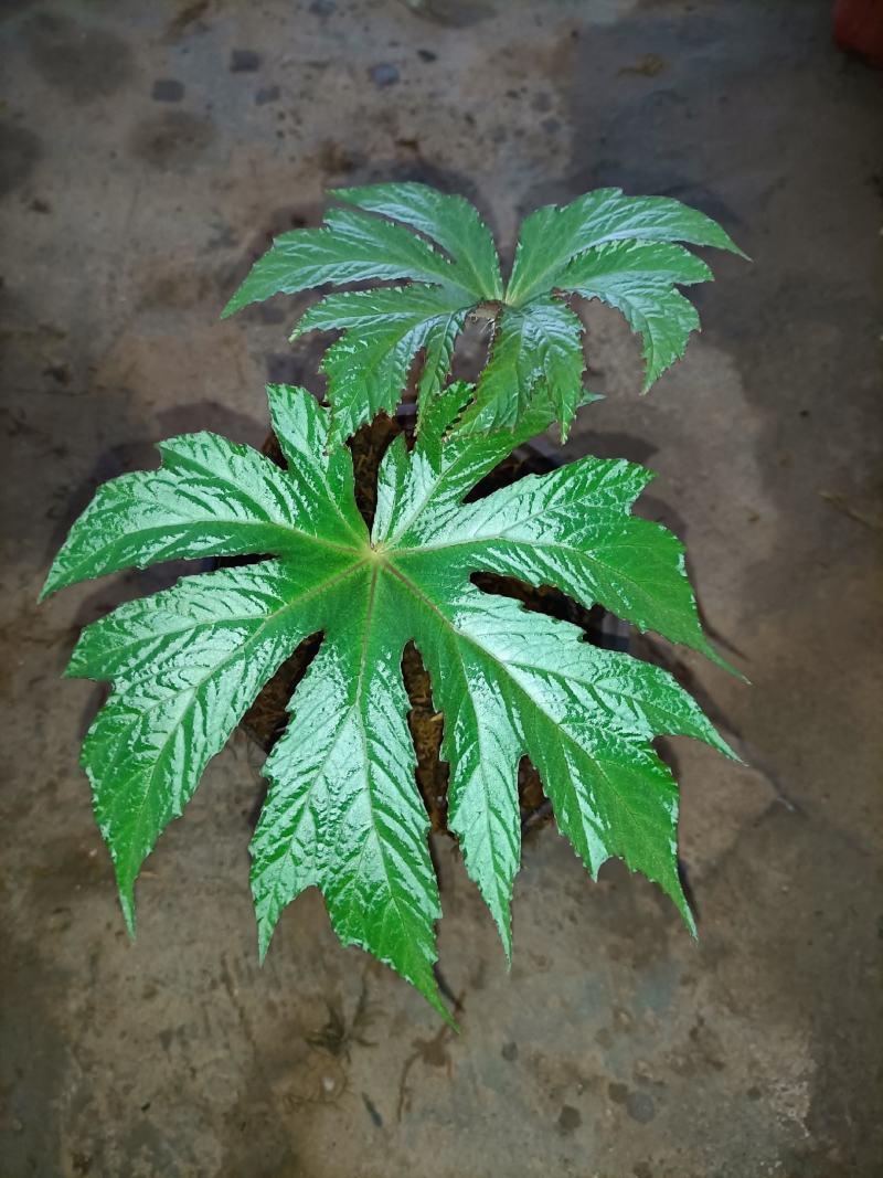 裂叶盆景植物