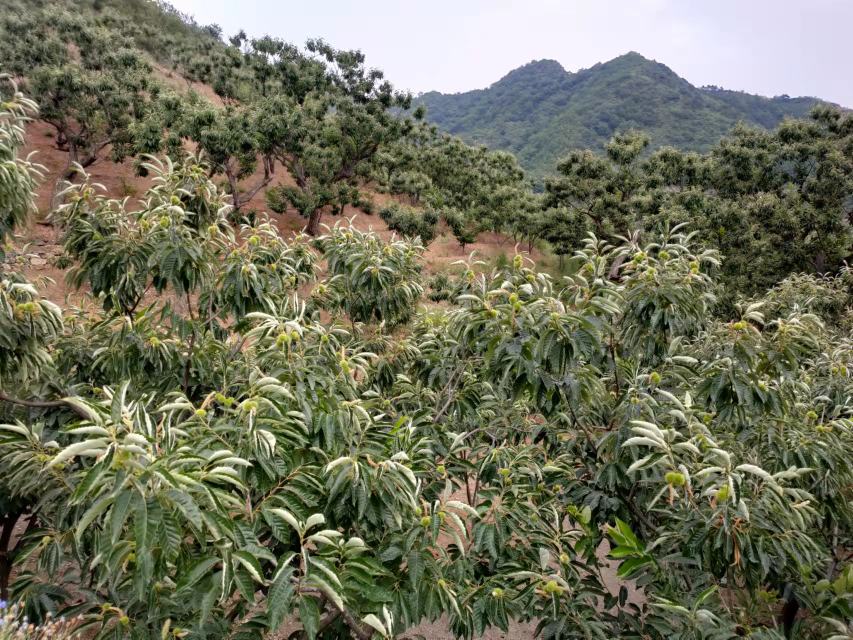 迁西板栗种植园全景图