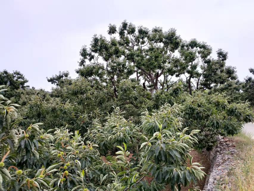 迁西县山区板栗种植园实景,山地环境与板栗林相映成趣 迁西山板栗种植园