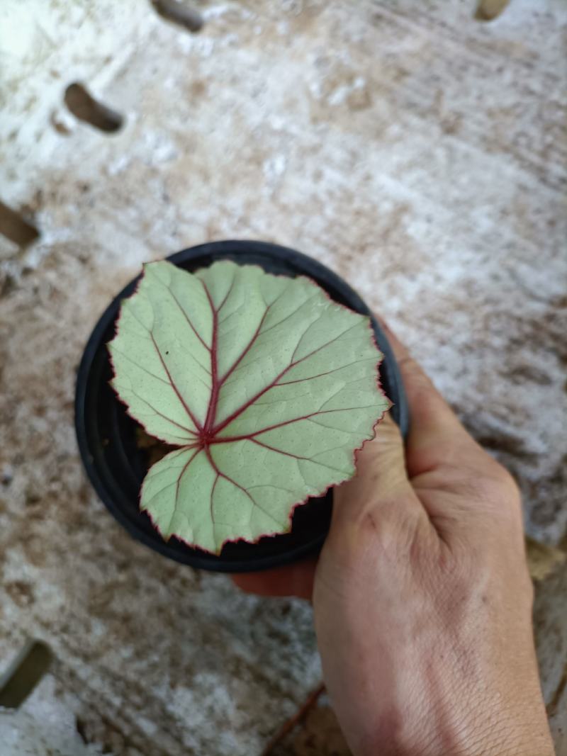 盆景植物秋海棠