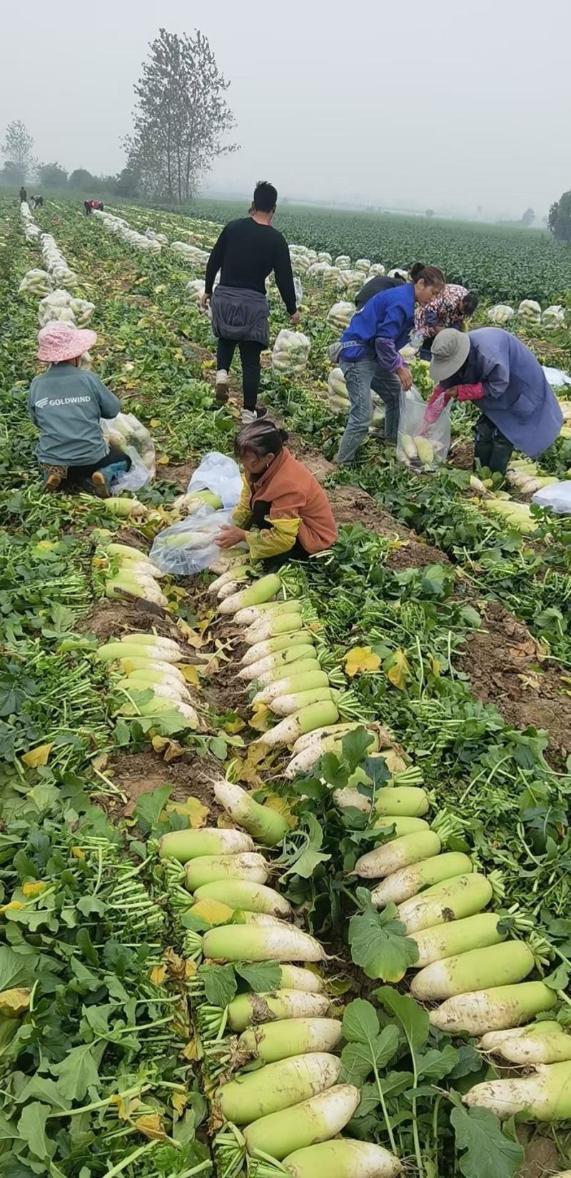 青皮萝卜，万亩基地，代办，代卖，代储存万亩基地有需要的