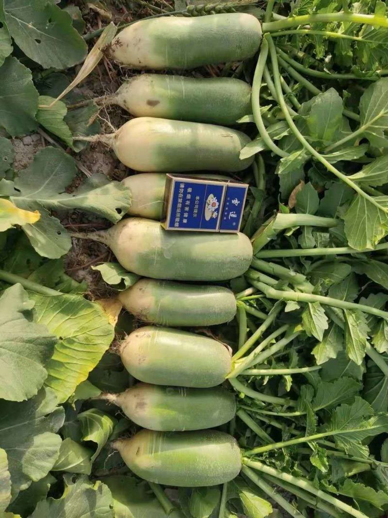 青皮萝卜，万亩基地，代办，代卖，代储存万亩基地有需要的
