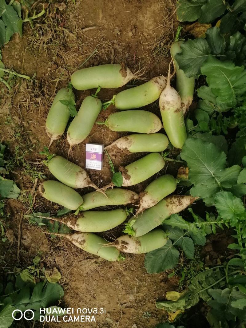 青皮萝卜，万亩基地，代办，代卖，代储存万亩基地有需要的